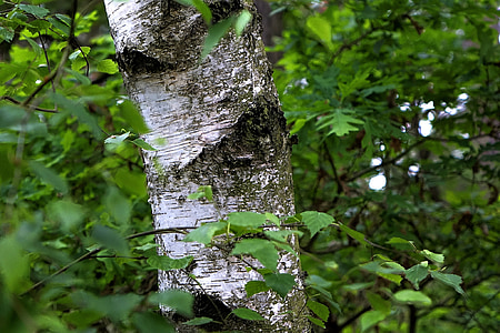 birch, leaves, tree, nature, leaf, bark, forest