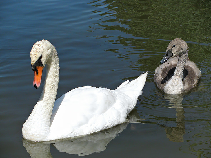 swan, swan chick, water, pond, animal, nature, bird