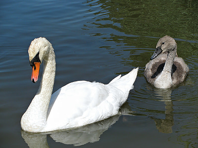 Swan, Labutie mláďa, vody, rybník, zviera, Príroda, vták