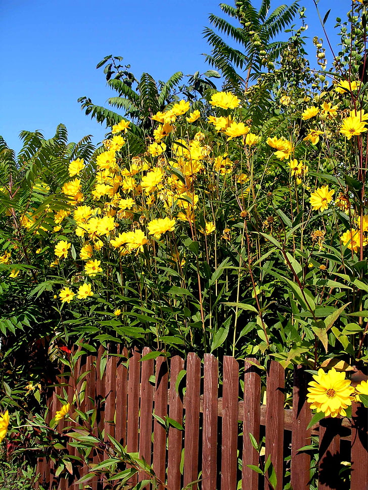 garden fence, summer, flora, plant, nature, flowers, yellow