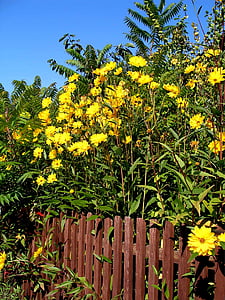 zahradní plot, léto, Flora, závod, Příroda, květiny, žlutá