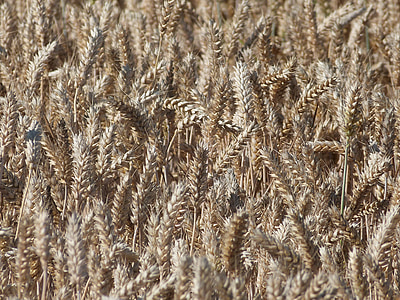 kukurūzas laukā, aren, graudu, daba, lauks, maize