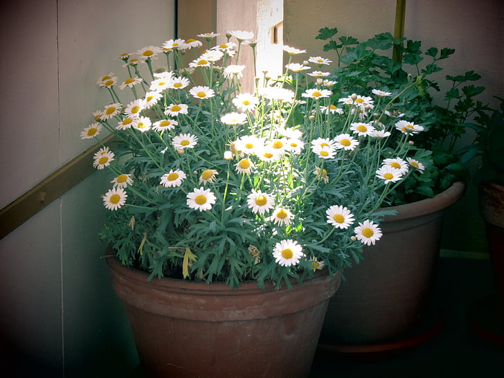 pot bunga, ember, balkon, Teras tanaman, bunga, musim semi, putih