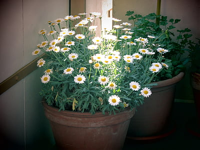 pot de fleurs, seau, balcon, plantes de patio, fleurs, printemps, blanc