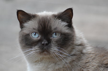 pisica, British shorthair, mieze, ochi albastru, blana, maro, bej