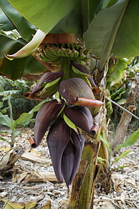 bananenplantage, Bananen teelt, teelt, banaan, bananen plant, vruchten, Blossom