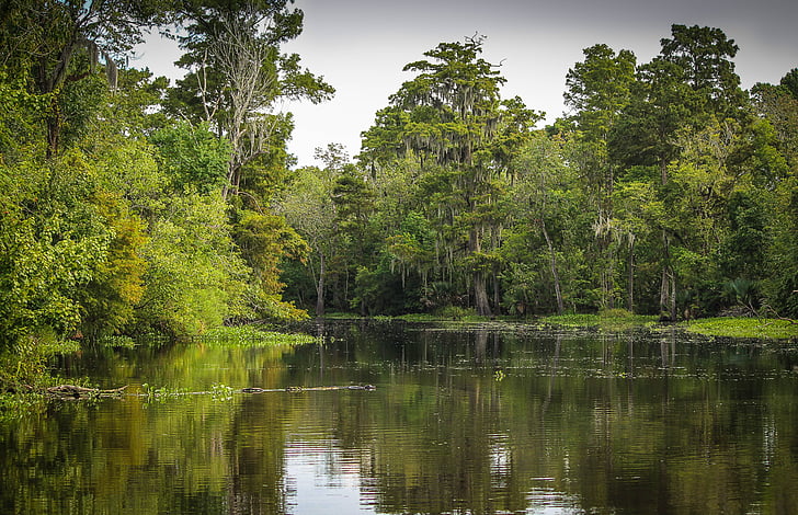 Bayou, mocsár, Marsh, vizes élőhely, Louisiana, New orleans, patak