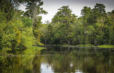 Bayou, mocsár, Marsh, vizes élőhely, Louisiana, New orleans, patak