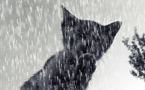 γάτα, Tomcat, γατάκι, βροχή, χιόνι, Χειμώνας, φύση