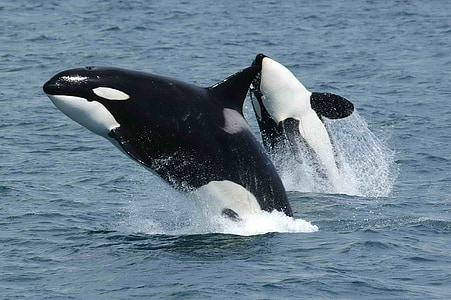 killer whales, orcas, breaching, jumping, ocean, mammal, animal