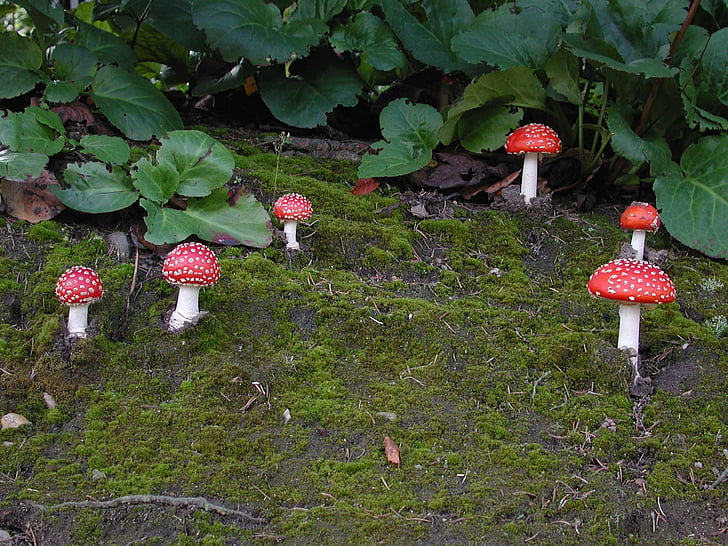 funghi, Amanita muscaria, natura, foresta, muschio
