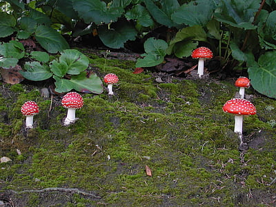 funghi, Amanita muscaria, natura, foresta, muschio