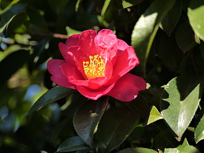 Camellia, merah, kuning, hijau, cabang, pembuluh darah, akhir musim gugur