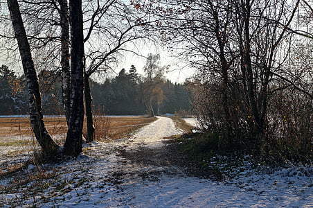 kelio, žiemą, medžiai, žiemos nuotaikos, sniego, medis, Gamta