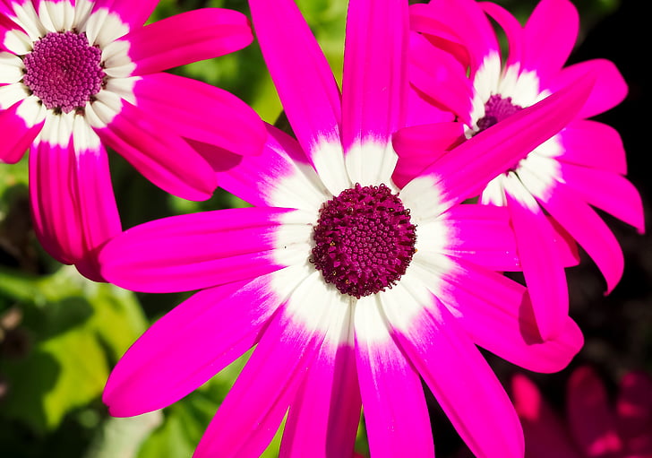 daisies, flower, plant, nature, pink flower, spring, blossom