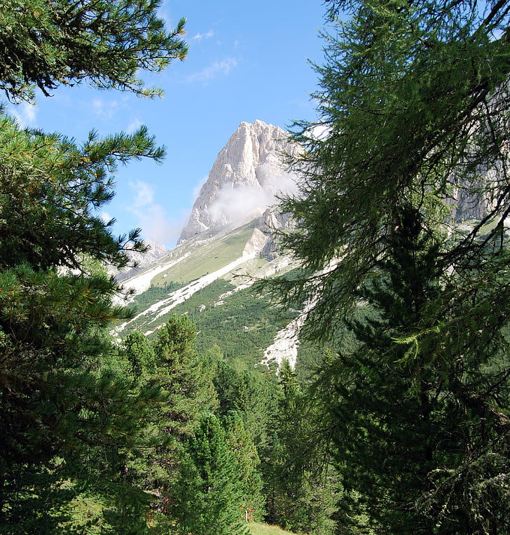 dolomites, trees, mountains, branch
