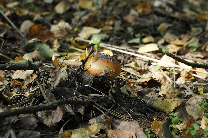 gljiva, gljive, šuma, lažna, toksični, otrovne, jesen