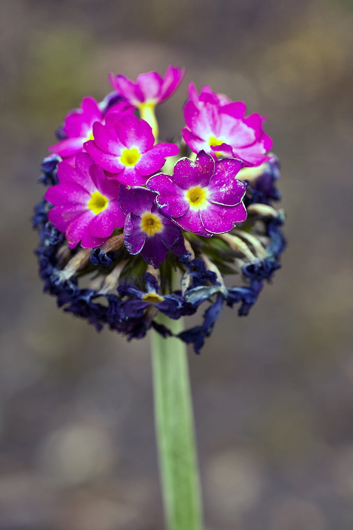 flower, blossom, bloom, macro, close, spring