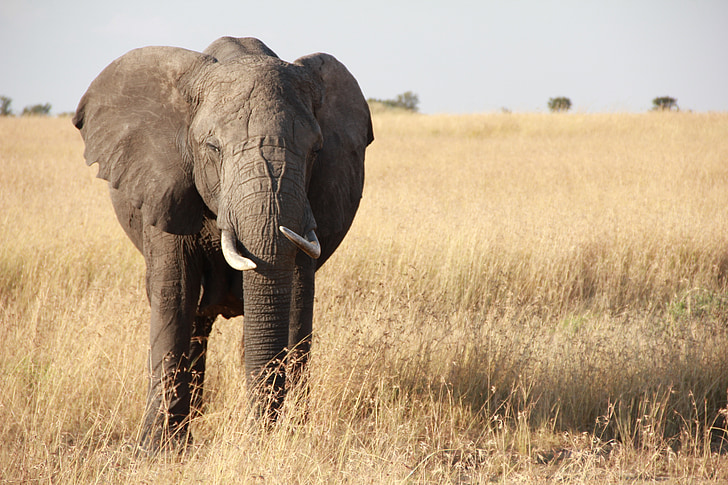 코끼리, 아프리카, 탄자니아, 세 렝 게티, 야생 동물, 사파리, 국가