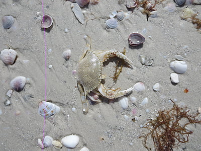 crab, ocean, sand, sea, marine, animal, shell
