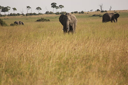 elefante, África, Safari, naturaleza, flora y fauna, animales de Safari, animal