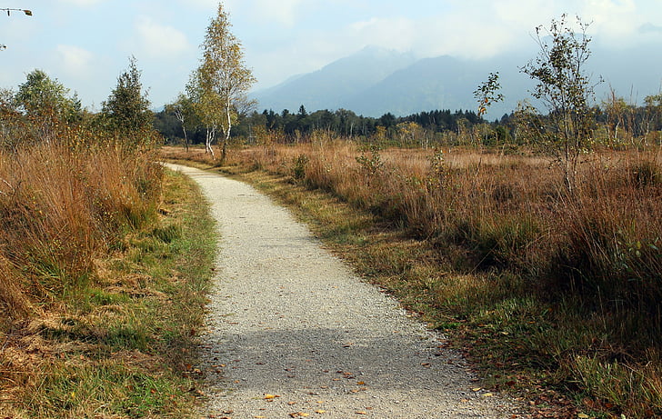 Heide, jesień, od, Promenada, ścieżka, Natura, Szlak
