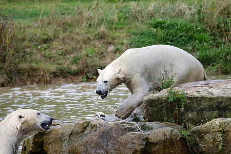 bílá, medvěd, polární, savec, zvíře, volně žijící zvířata, Arktida