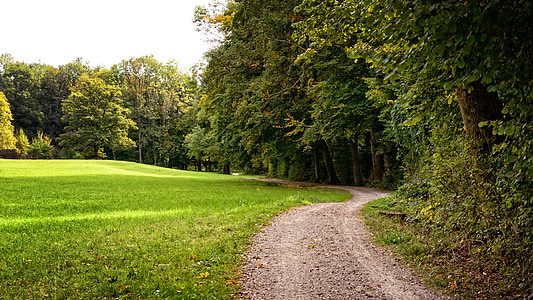 distanza, Lane, autunno, percorso di foresta, foresta, natura, modo di paesaggio