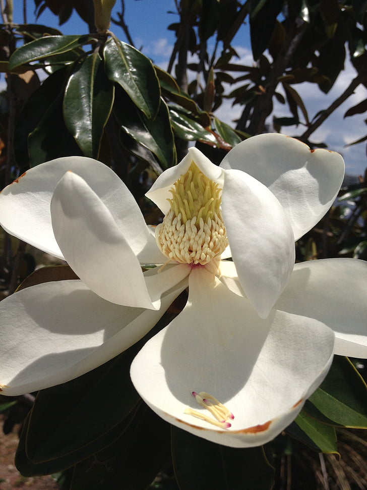 Magnolia, Blossom, våren, Magnolia blomst, oppvåkning, anlegget, blomst