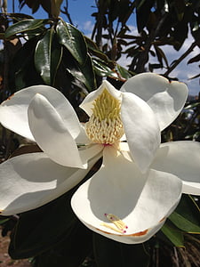 Magnolia, flor, primavera, flor de Magnolia, despertar, planta, flor