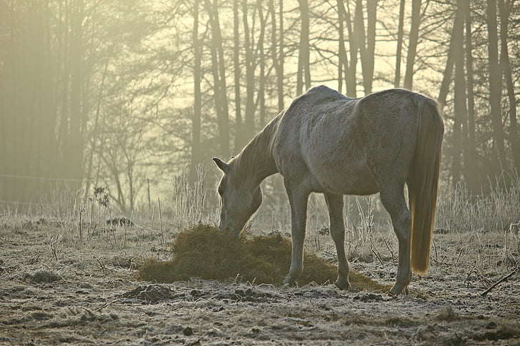 mold, fog, horse, feeding, pasture, morning mist, thoroughbred arabian
