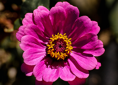 цвете, Блум, розово, жълто, светъл, Градина, Австралия