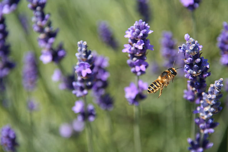 lavender, bee, nature, insect, closeup, green, blooms