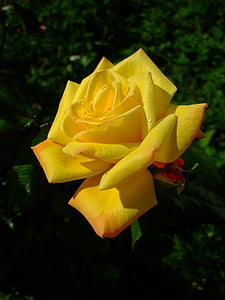 żółty podniosłem się, Róża, Bloom, kwiat, kwiat