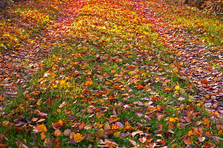 rudenī zaļumiem, zelta rudens, rudens, atstāj, rudens lapas, zelta rudens, zelta oktobris