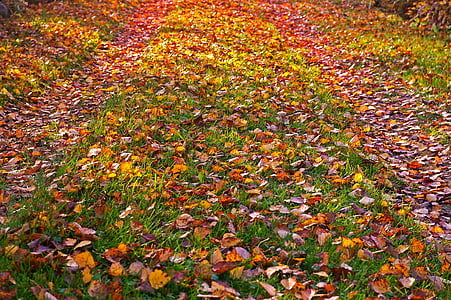 fall foliage, golden autumn, autumn, leaves, leaves in the autumn, autumn gold, golden october