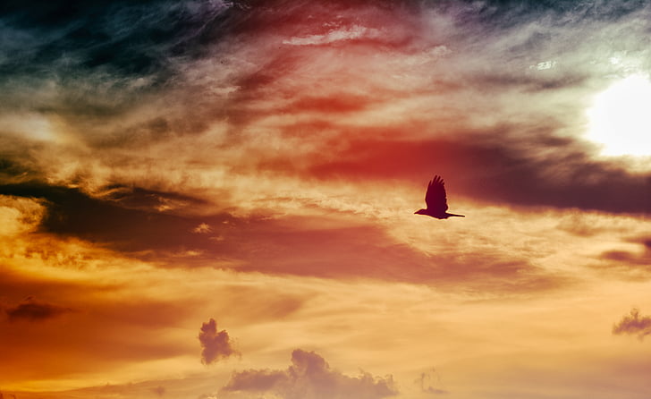 silhouette, bird, flying, orange, sunset, wings, animal