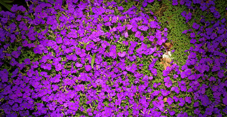 flowers, purple, garden, flower purple, nature, plant, close