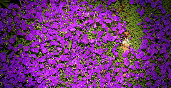 fiori, viola, giardino, fiore viola, natura, pianta, chiudere