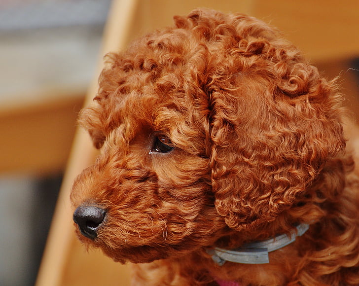 dog, poodle, young animal, puppy, fur, lure, cute
