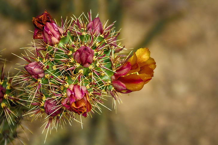 Cactus, fleur de cactus, piquant, désert, Arizona, Cactus, fleur