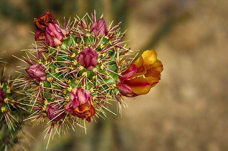 サボテン, サボテンの花, ウチワ サボテン, 砂漠, アリゾナ州, サボテン, 花
