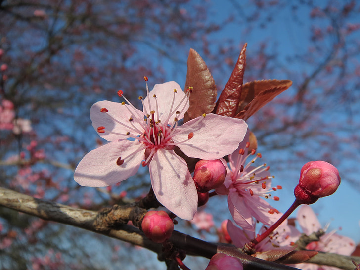 Prunus domestica, pohon, Blossom, Perbungaan, makro, closeup, Flora