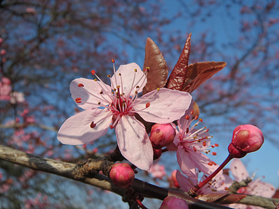 Prunus domestica, träd, Blossom, Blomställning, makro, närbild, Flora