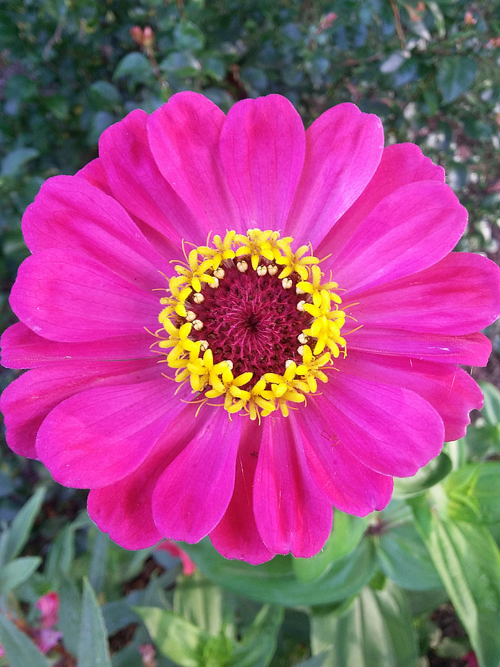 fleur fuschia, lily de Gerber, Blooming