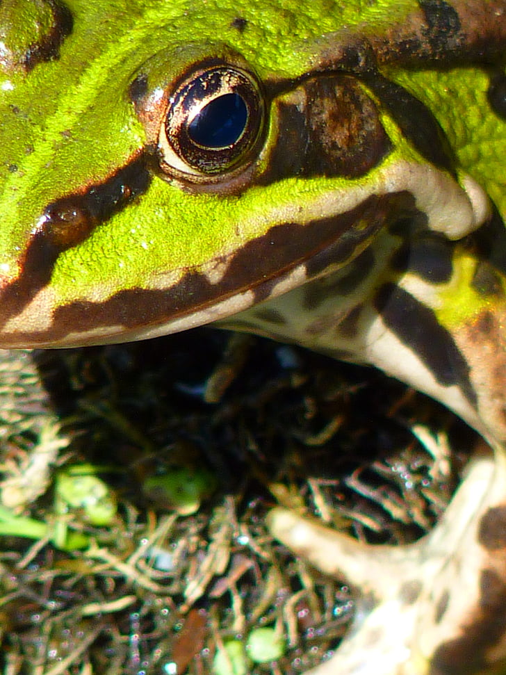 Frog pond, frosk, amfibier, grønn, vann, skapning