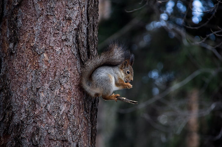 squirrel, forest, nature, brown, trees, pine, tree trunk