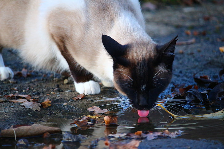 γάτα, λακκούβα, νερό, ποτό, γλώσσα, σιαμέζα γάτα, κατοικίδια ζώα