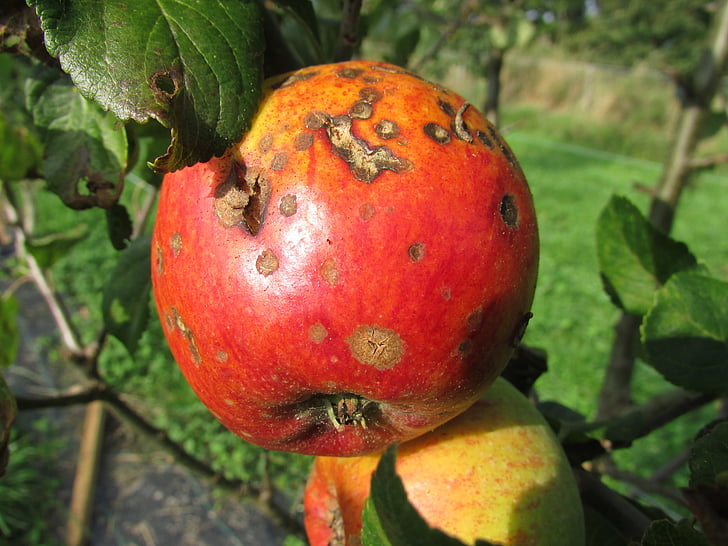 แอปเปิ้ล, ไหม้, สลายตัว, โรค, ความเสียหาย, ไม่ดี, ยาฆ่าแมลง