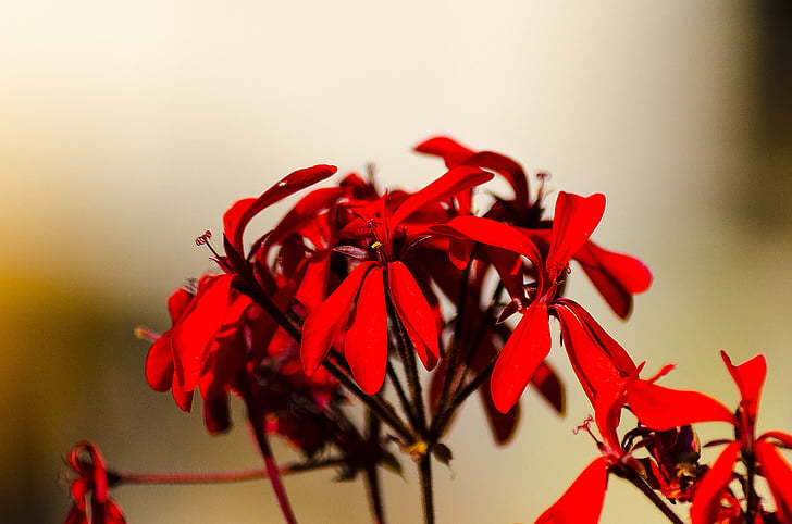 rastlín, Príroda, kvet, Flora, nerivill1, červená, detail